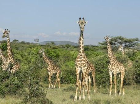 Kenya conservation areas evolve to keep Maasai and wildlife together
